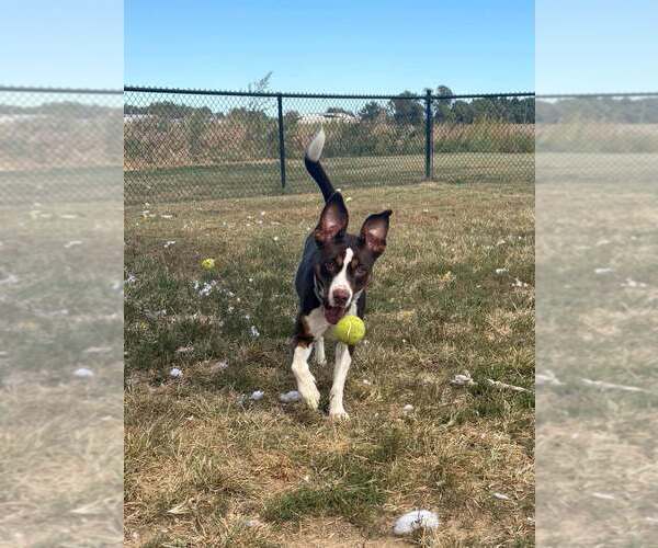 Medium Photo #3 Mutt Puppy For Sale in Evansville, IN, USA
