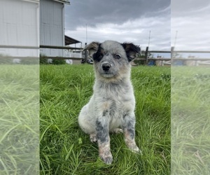 Australian Cattle Dog Puppy for sale in GAP, PA, USA