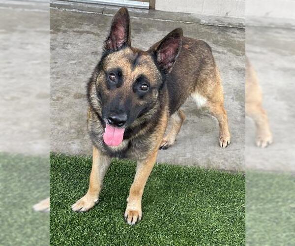 Medium Photo #2 German Shepherd Dog Puppy For Sale in Baytown, TX, USA