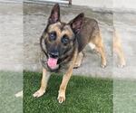 Small #1 German Shepherd Dog