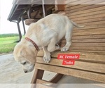 Small Photo #124 Labrador Retriever Puppy For Sale in EDGEWOOD, TX, USA