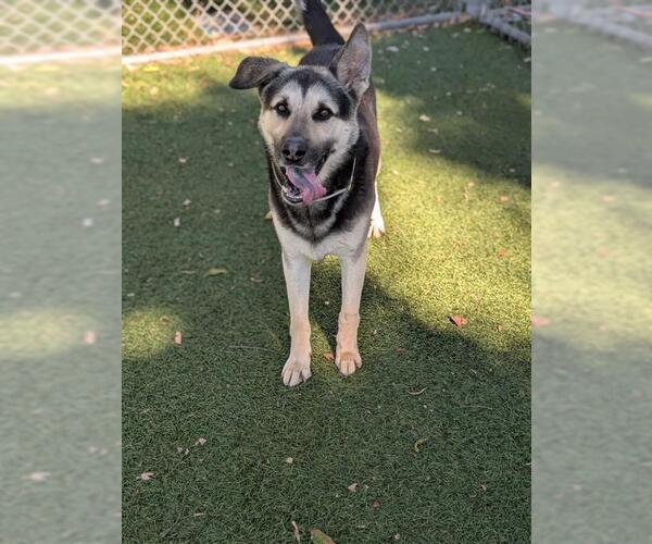 Medium Photo #2 German Shepherd Dog-Siberian Husky Mix Puppy For Sale in Downey, CA, USA