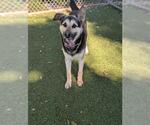 Small #1 German Shepherd Dog-Siberian Husky Mix
