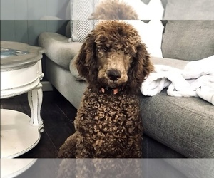 Father of the Goldendoodle puppies born on 03/22/2025
