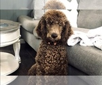 Small Photo #1 Goldendoodle Puppy For Sale in ROCKY MOUNT, NC, USA