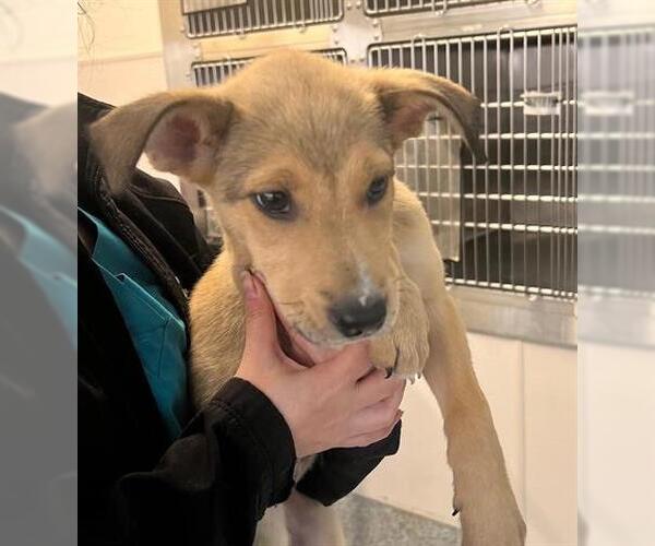 Medium Photo #1 Collie-German Shepherd Dog Mix Puppy For Sale in Houston, TX, USA