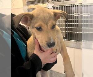 Collie-German Shepherd Dog Mix Dogs for adoption in Houston, TX, USA
