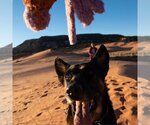 Small Photo #10 German Shepherd Dog-Unknown Mix Puppy For Sale in Kanab, UT, USA