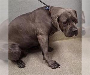 Mutt Dogs for adoption in Las Vegas, NV, USA