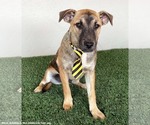 Small #8 Jack Russell Terrier Mix