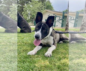 Babygirl - Female Labrador Retriever-Unknown Mix Dog for Adoption - Photo #2