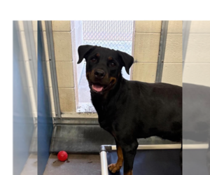 Rottweiler Dogs for adoption in Gilbert, AZ, USA