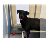 Charolette - Female Rottweiler Dog for Adoption - Small photo
