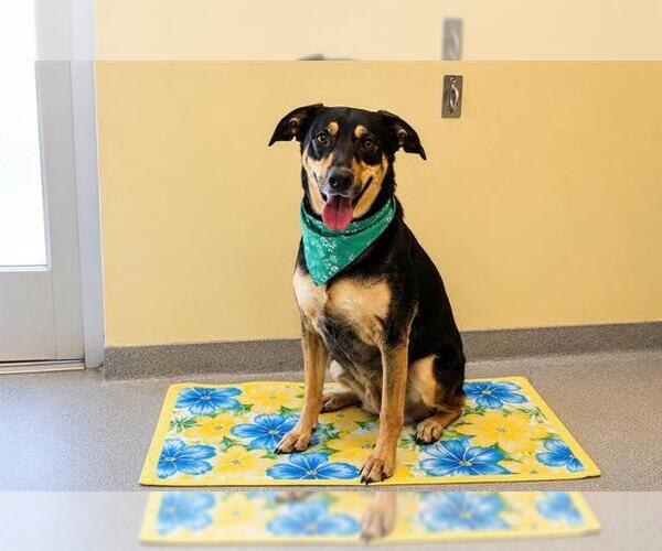 Medium Photo #1 Doberman Pinscher-Unknown Mix Puppy For Sale in Orange, CA, USA