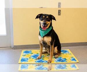Doberman Pinscher-Unknown Mix Dogs for adoption in Orange, CA, USA