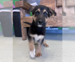 Small #4 German Shepherd Dog Mix