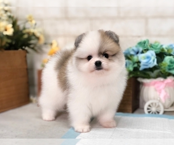 Medium Photo #10 Pomeranian Puppy For Sale in DALLAS, TX, USA
