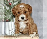 Small Cavapoo
