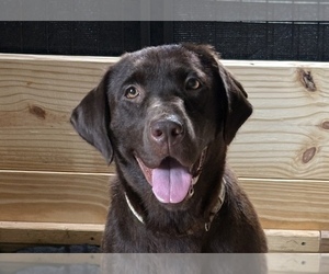 Mother of the Labrador Retriever puppies born on 06/10/2025