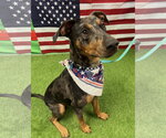 Small #5 Catahoula Leopard Dog-Doberman Pinscher Mix