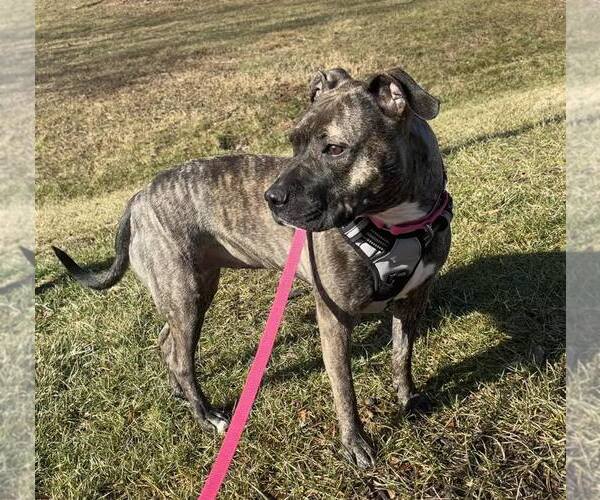 Medium Photo #9 American Pit Bull Terrier Puppy For Sale in Rockville, MD, USA