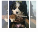 Small #2 Bernese Mountain Dog-Cockapoo Mix