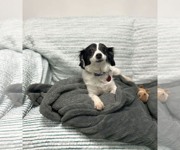 Medium Photo #5 Chihuahua-Unknown Mix Puppy For Sale in phoenix, AZ, USA