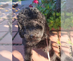Small Photo #8 Poodle (Standard) Puppy For Sale in SAN BERNARDINO, CA, USA