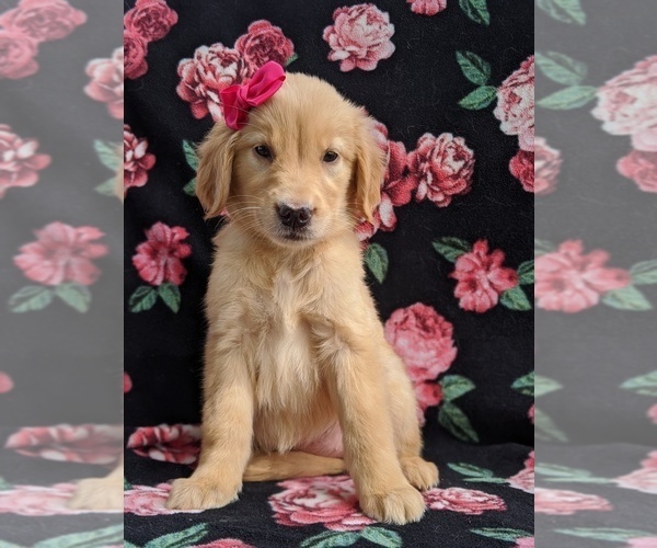 Medium Photo #3 Golden Retriever Puppy For Sale in KIRKWOOD, PA, USA