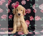 Small Photo #3 Golden Retriever Puppy For Sale in KIRKWOOD, PA, USA