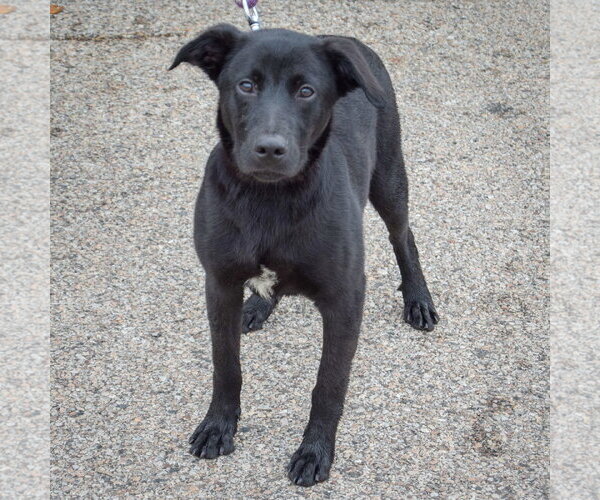Medium Photo #3 German Shepherd Dog-Unknown Mix Puppy For Sale in Huntley, IL, USA