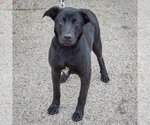 Small #2 German Shepherd Dog Mix