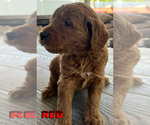 Puppy RED Goldendoodle