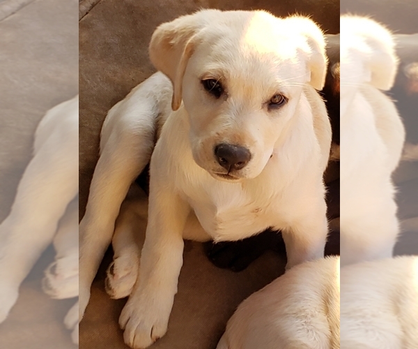 Medium Photo #15 Labrador Retriever Puppy For Sale in ANZA, CA, USA