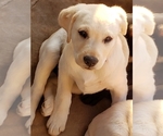Small Photo #15 Labrador Retriever Puppy For Sale in ANZA, CA, USA