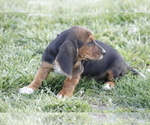 Small Photo #13 Basset Hound Puppy For Sale in MEMPHIS, MO, USA