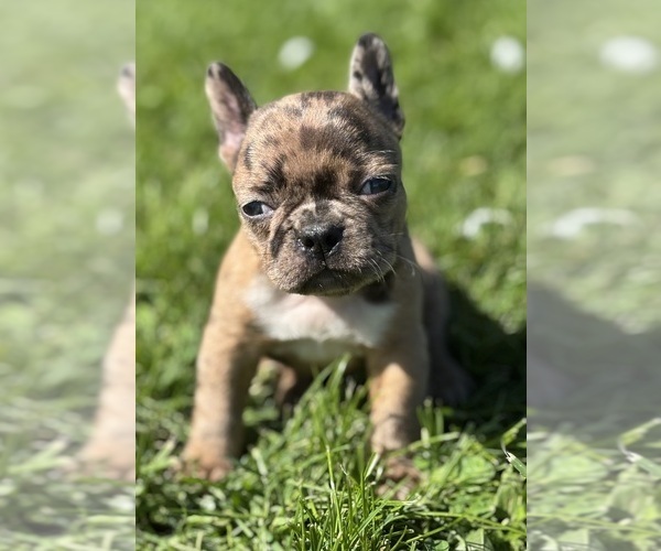Medium Photo #1 Faux Frenchbo Bulldog Puppy For Sale in ROCK STREAM, NY, USA
