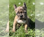 Image preview for Ad Listing. Nickname: Cookie
