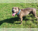 Small #6 American Pit Bull Terrier
