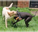 Small #5 Great Pyrenees-Retriever  Mix