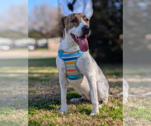 Medium Photo #13 Mutt Puppy For Sale in Rosenberg, TX, USA