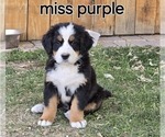 Puppy Purple Bernese Mountain Dog