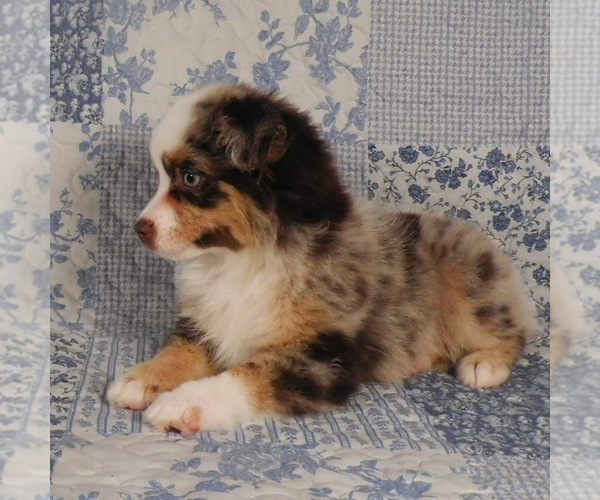Medium Photo #7 Miniature Australian Shepherd Puppy For Sale in HARRISON, OH, USA