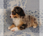 Small #6 Miniature Australian Shepherd