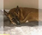 Small #2 German Shepherd Dog Mix