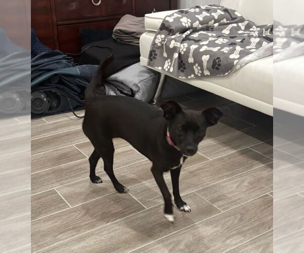 Medium Photo #3 Chihuahua-Unknown Mix Puppy For Sale in Key Largo, FL, USA