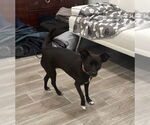 Small #2 Chihuahua Mix
