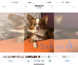Father of the ShiChi puppies born on 04/20/2025