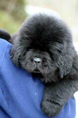 Newfoundland Puppy for sale in STEPHENVILLE, TX, USA