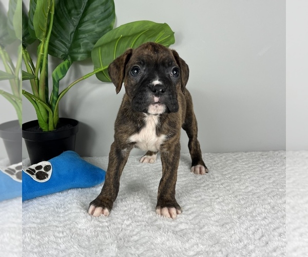 Medium Photo #5 Boxer Puppy For Sale in FRANKLIN, IN, USA